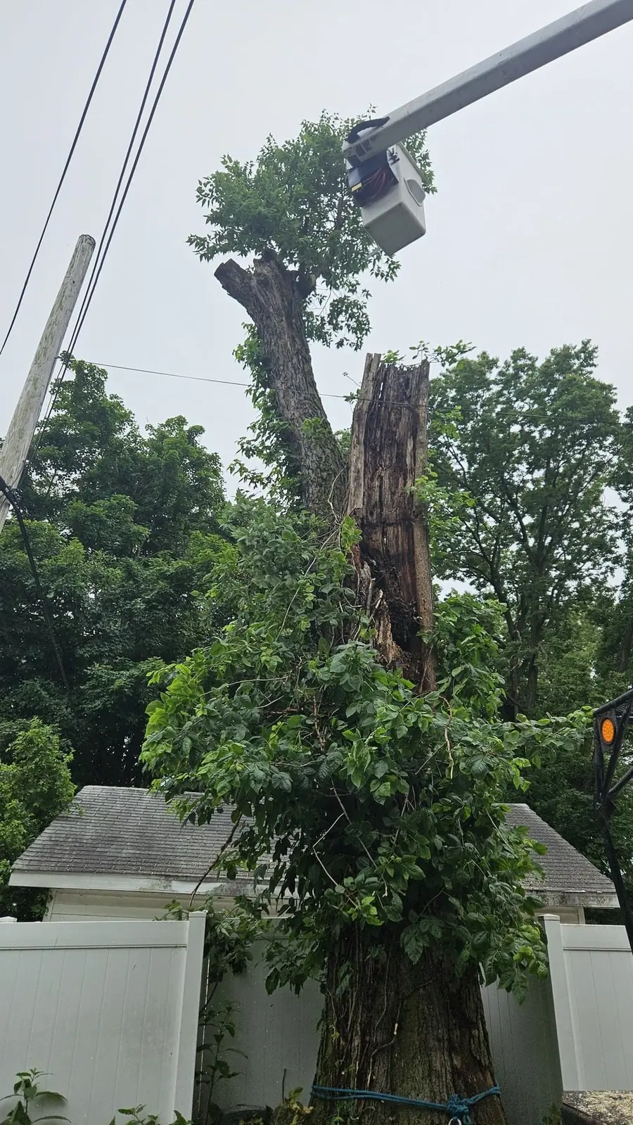 Red Monkeys bucket truck removing a tree beside a home