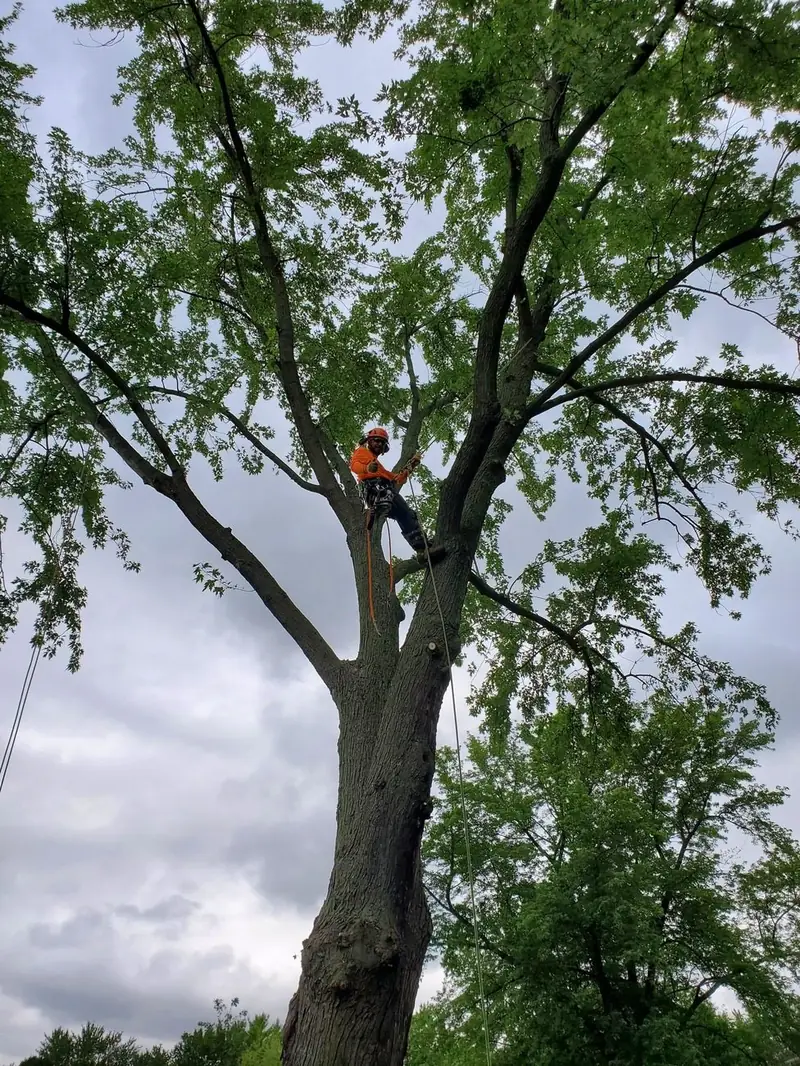 Climber working high in a large tree